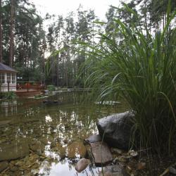 лесные пруды дача всем #14