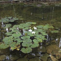 Купить лилейники с доставкой по Москве