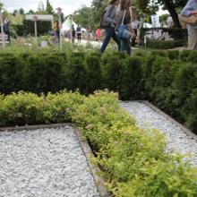 Moscow Flower Show 2013 - сад "Лабиринт мечты", спирея японская "Голден принцесс" в лабиринте