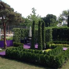 Moscow Flower Show 2013 - сад "Лабиринт мечты", туя смарагд - форма "карандаш" Moscow Flower Show 2013 - сад "Лабиринт мечты", туя смарагд - формы карандаша