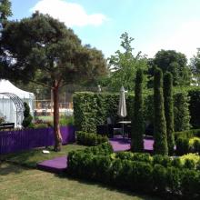 Moscow Flower Show 2013 - сад "Лабиринт мечты", сосна Глаука Moscow Flower Show 2013 - сад "Лабиринт мечты", сосна обыкновенная Глаука - в форме облака