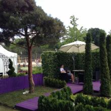 Moscow Flower Show 2013 - сад "Лабиринт мечты", сосна обыкновенная Глаука - форма облако