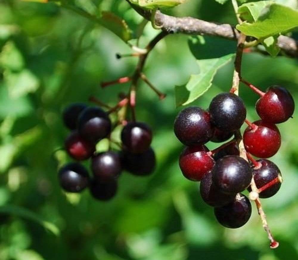 Выращивание черемухи поздней: описание американской вишни или поздней радости