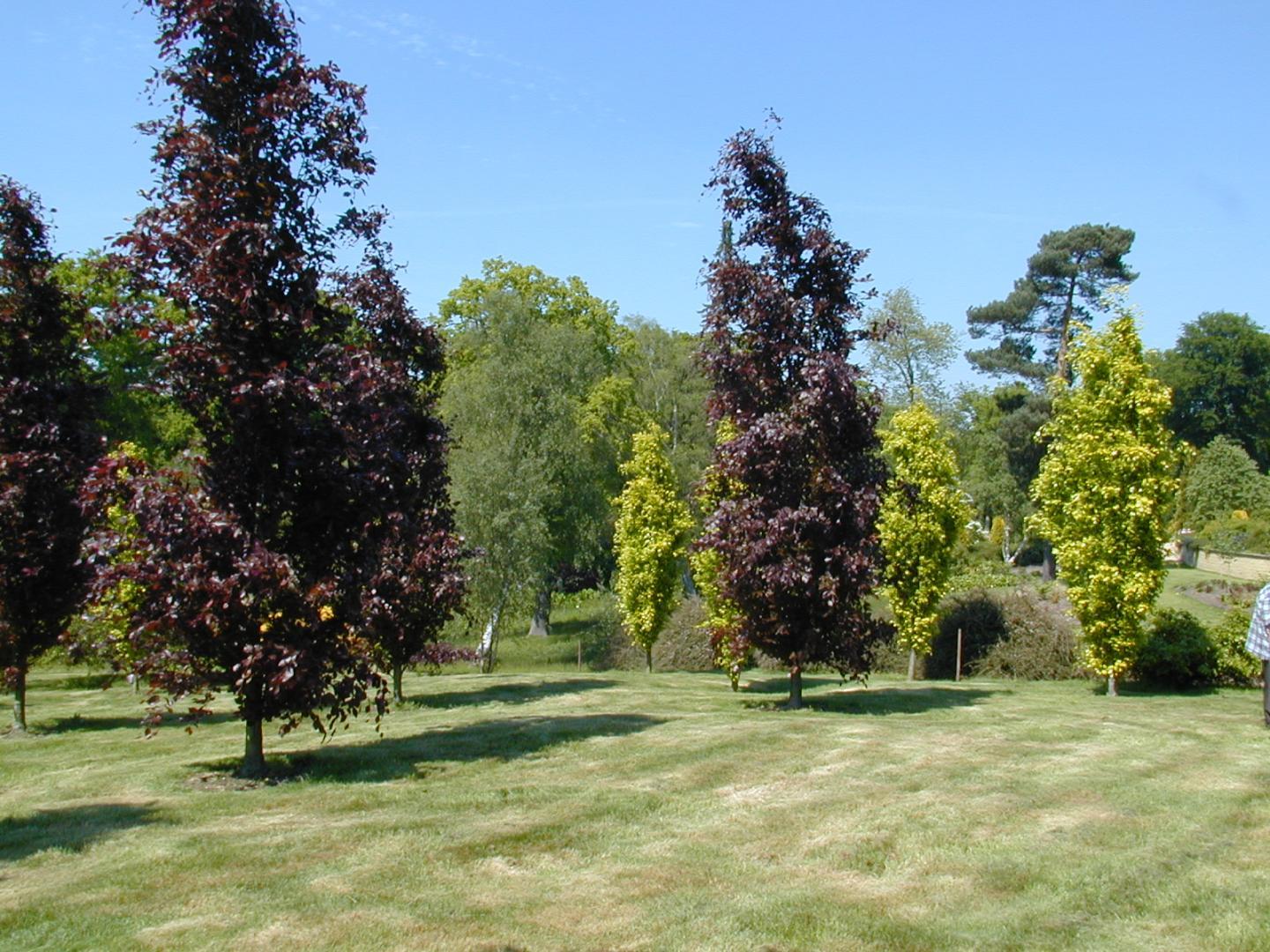 Тополь пурпл тауэр. Бук Лесной Fagus sylvatica. Бук Лесной purpurea (Пурпурея). Клен Фастигиата.