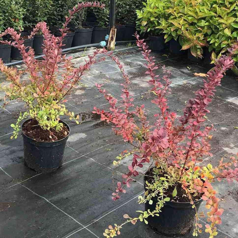 Азиялық дефлорация порно