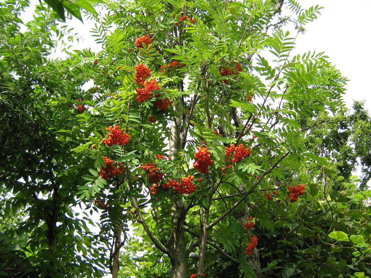 Рябина обыкновенная небольшое дерево с сочными плодами