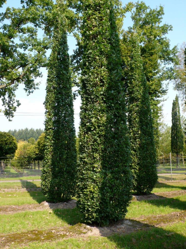 Дуб черешчатый костер. Дуб черешчатый фастигиата. Дуб черешчатый quercus robur 'fastigiata'. Дуб пирамидальный фастигиата. Дуб черешчатый фастигиата quercus robur fastigiata.