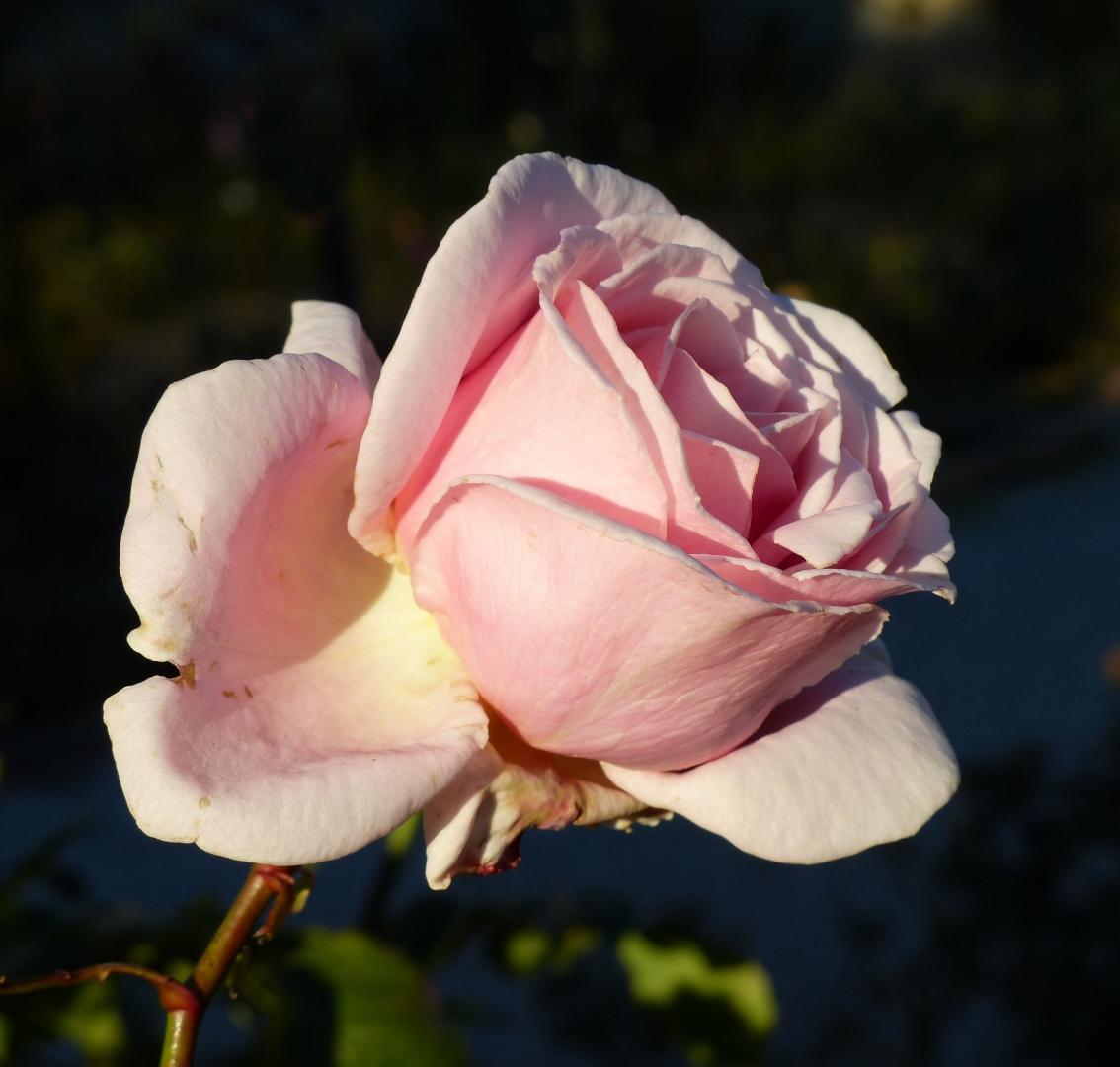 Цветок роза Фредерик фото