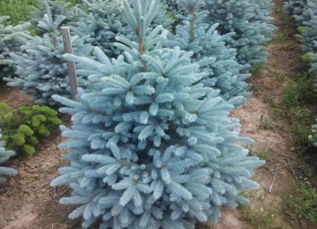 Picea pungens 'Glauca Kaibab'