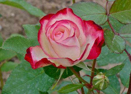 Роза чайно-гибридная 'Дабл Делайт'
