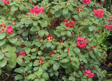 Rhododendron 'August Lamken'