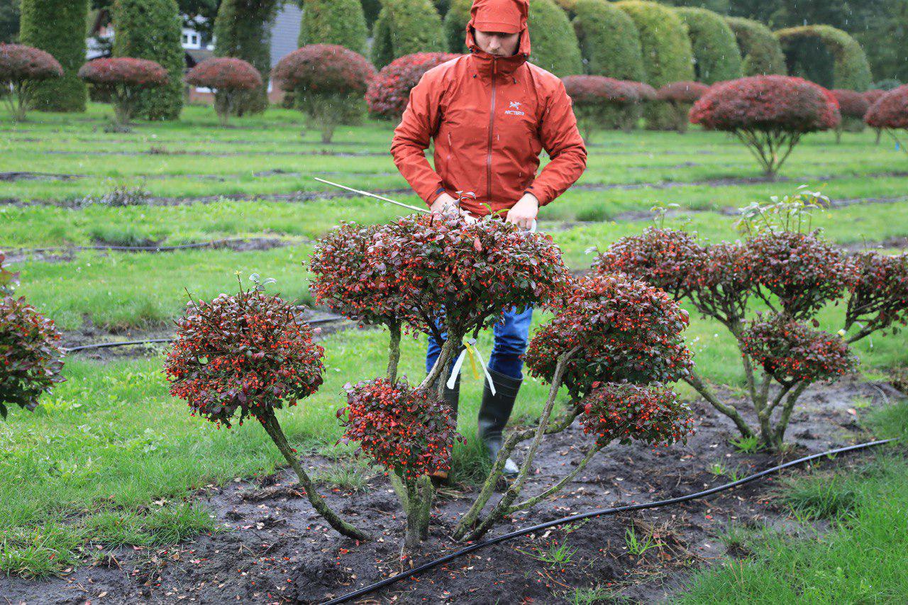 Работник немецкого древесного питомника помогает покупателям с выбором растений