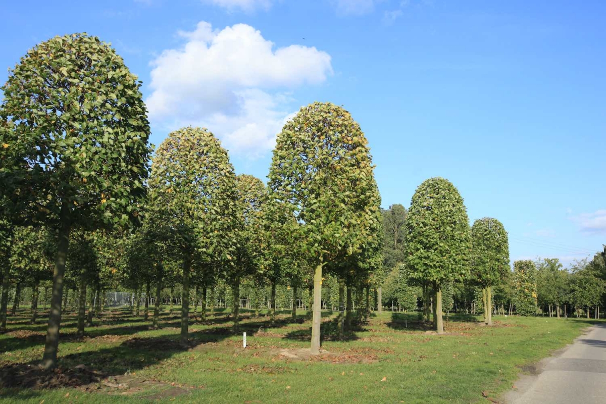 Формованные немецкие деревья крупномеры в питомнике