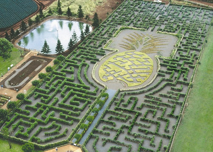 Самый большой лабиринт в мире согласно Книге рекордов Гиннесса – ананасовый сад-лабиринт (Pineapple Garden Maze) на Гавайях занимает площадь более 2 Га