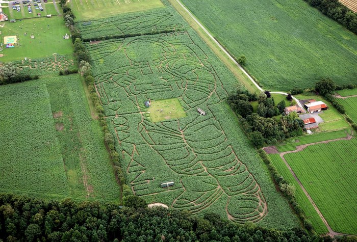 Меняющийся кукурузный лабиринт York Maze является самым крупным в Европе
