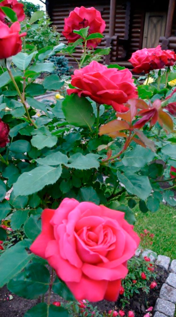 Розарий в саду у экодома. Розовый куст