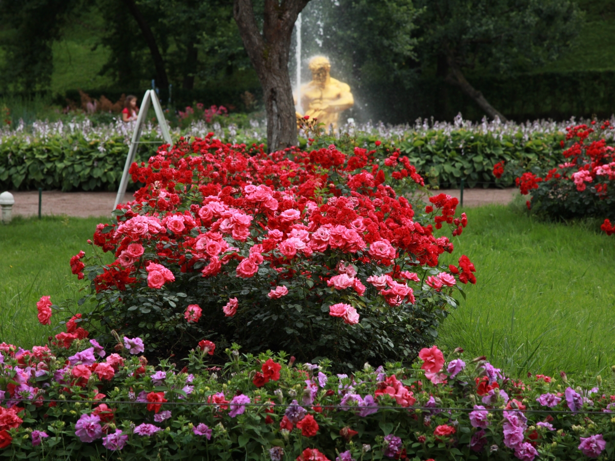 Садовые розы в парке